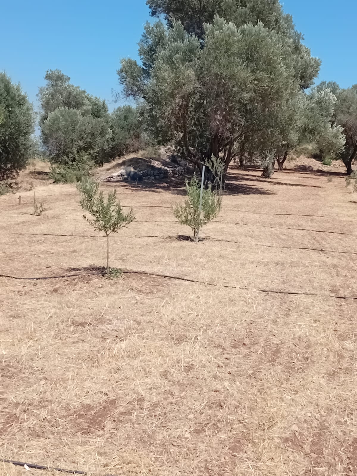 Bahçıvanlık ve Tarım Hizmetleri - Zeytin ağacı dikimi