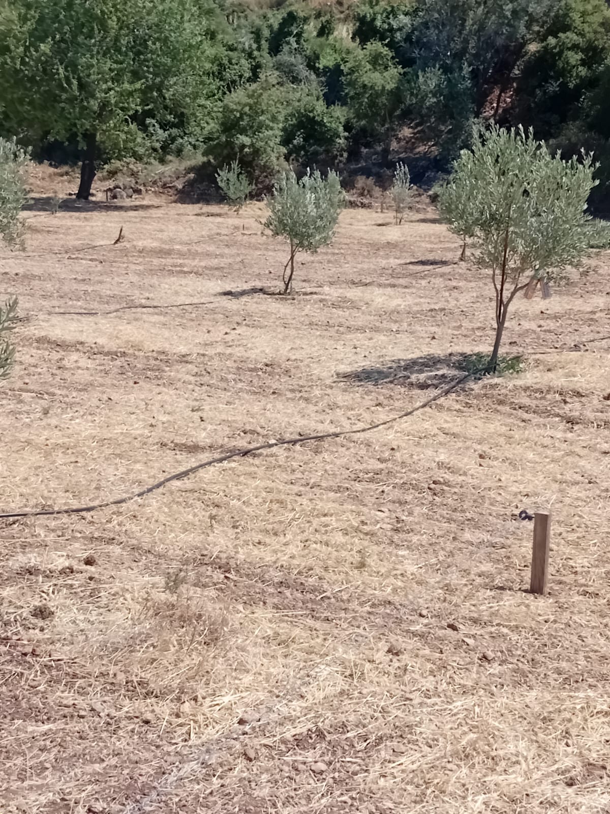 Bahçıvanlık ve Tarım Hizmetleri - Zeytin bahçesi sulama